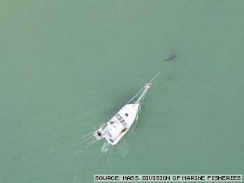 Great White Shark tagged via harpoon